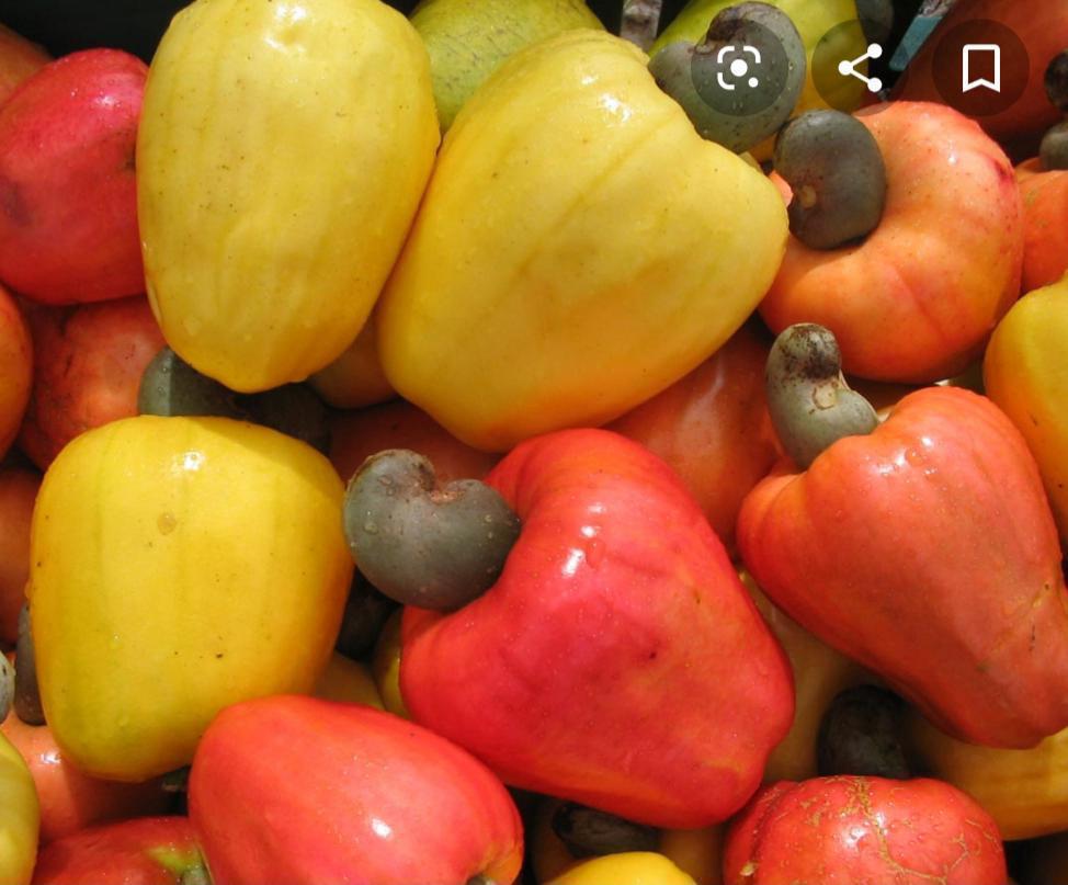 Cashew Nuts