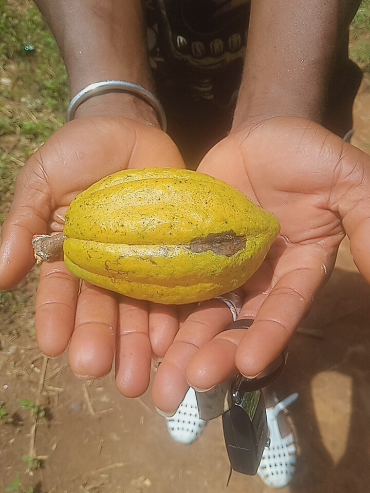Cocoa pod — Ivory Coast
