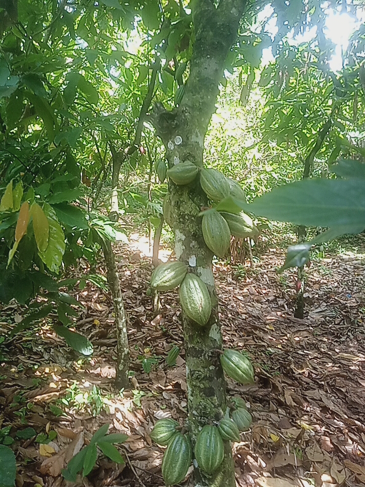 Cocoa Beans