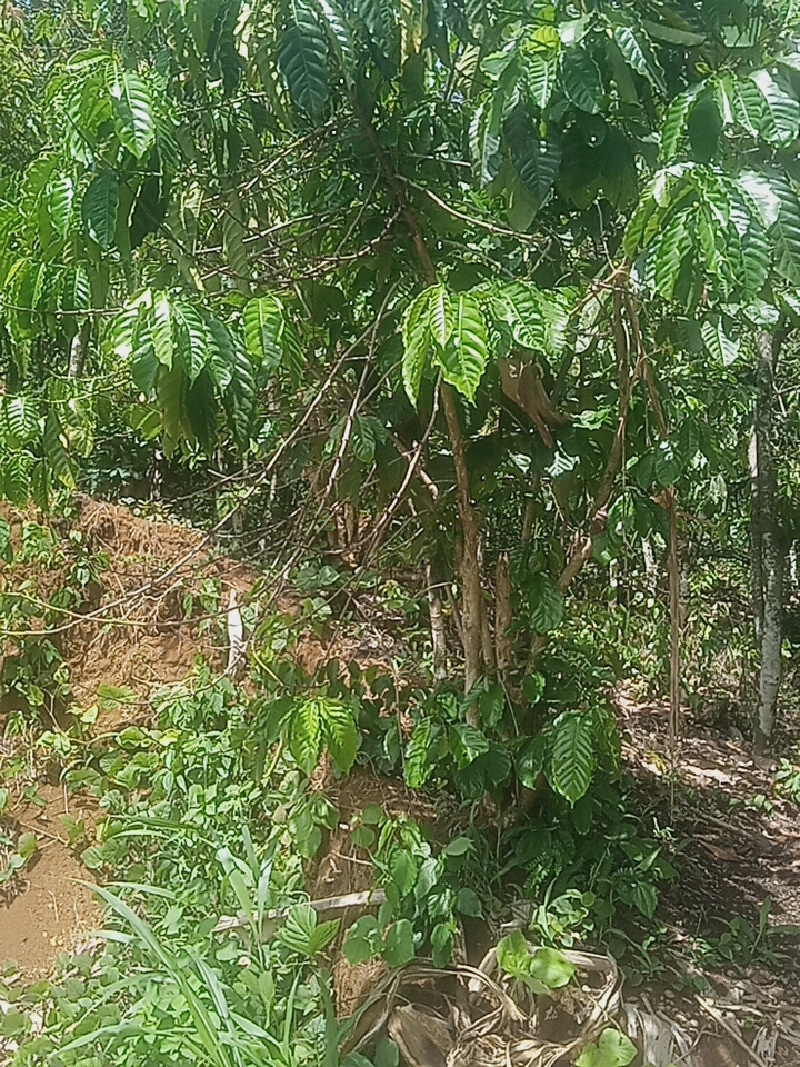 Natural Rubber